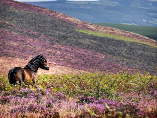 A horse wandering through purple heather in the countryside.