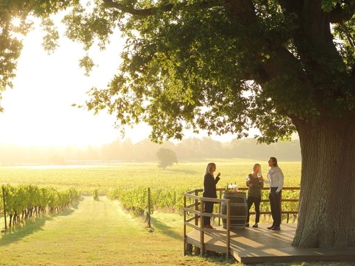 Close up of people standing under tree having a private wine tasting tour