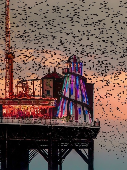Large flock of birds at sunset near pier
