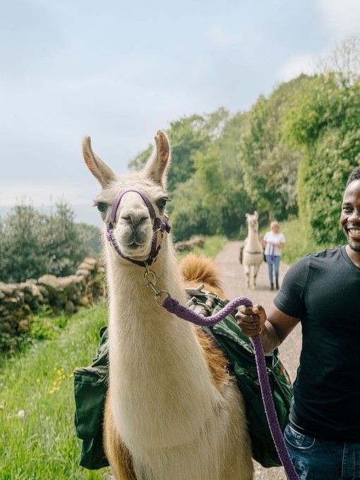 A man leads a llama on a country path