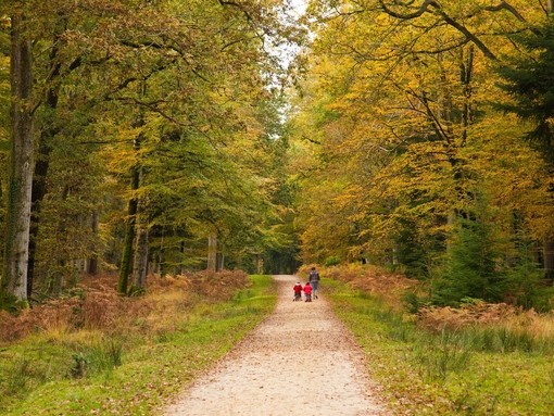 Mother and children walking along a path in a wood in early Autumn