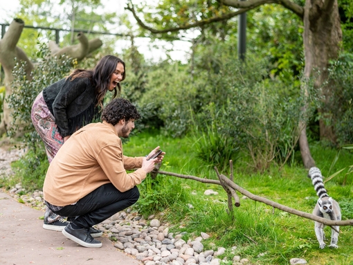A woman and a man watch a lemur with delight in a zoo