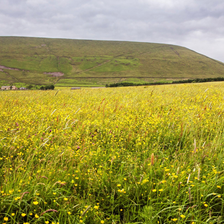Pendle Hill from Barley Lane, Twiston, Lancashire, with a field of buttercups in the foreground